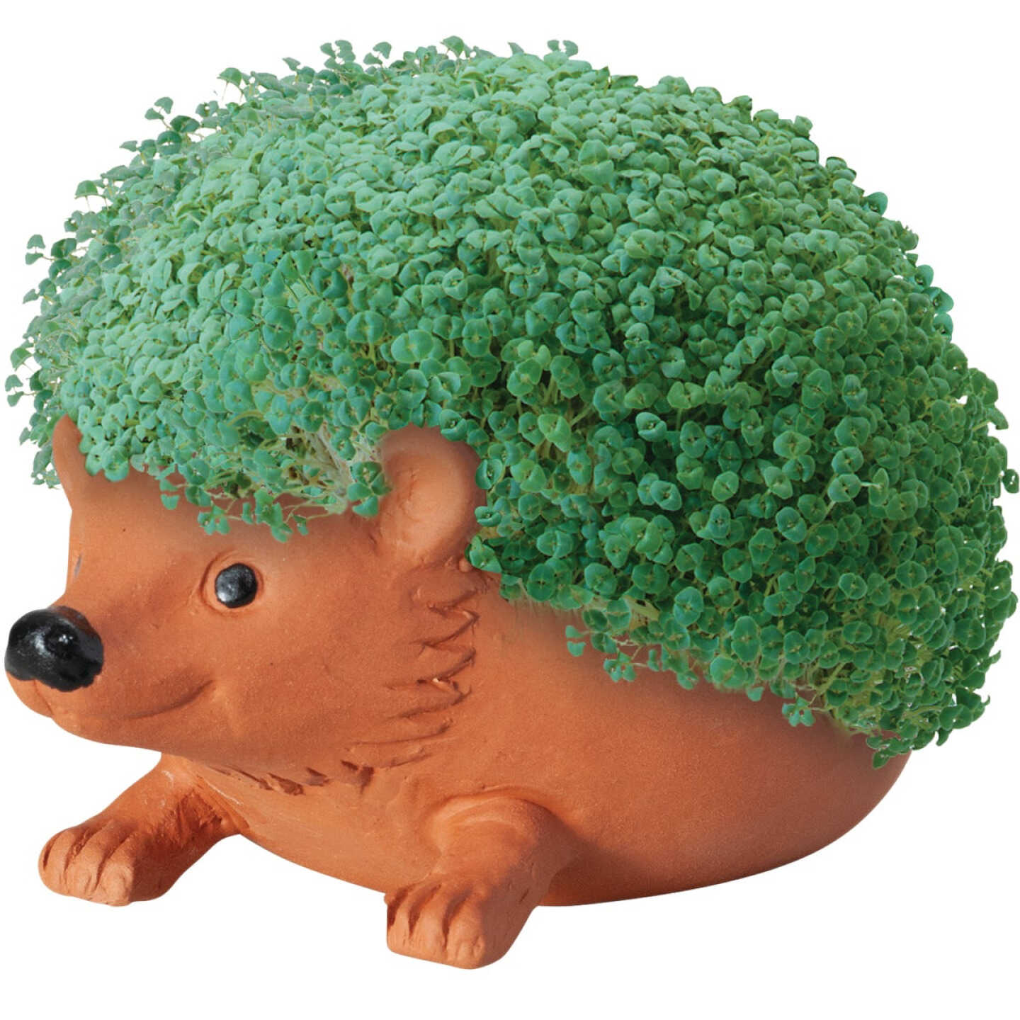 ChiaPet